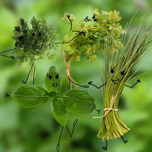 Les herbes aromatiques c'est chez Biocoop