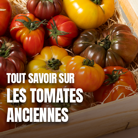 Tout savoir sur les tomates anciennes Tout savoir sur les tomates anciennes